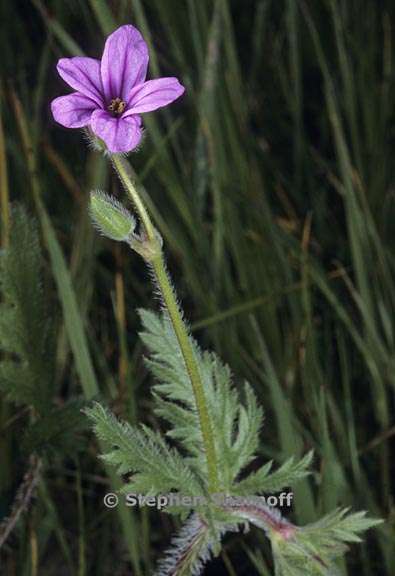 erodium botrys 1 graphic